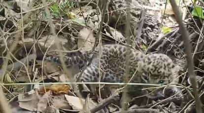 Villagers spotted a newborn leopard cub in a field near the Narmada river bank