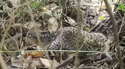 Barwani News:नर्मदा किनारे से सटे खेत में ग्रामीणों को दिखा तेंदुए का नवजात शावक, वन अमला बोला