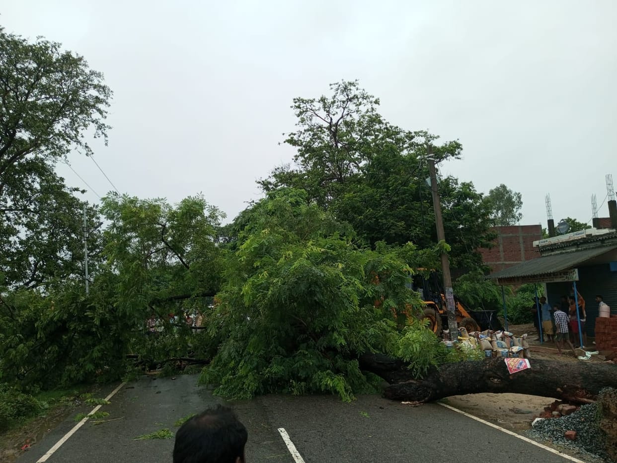 Tree fell on BMCT Highway, traffic halted for an hour
