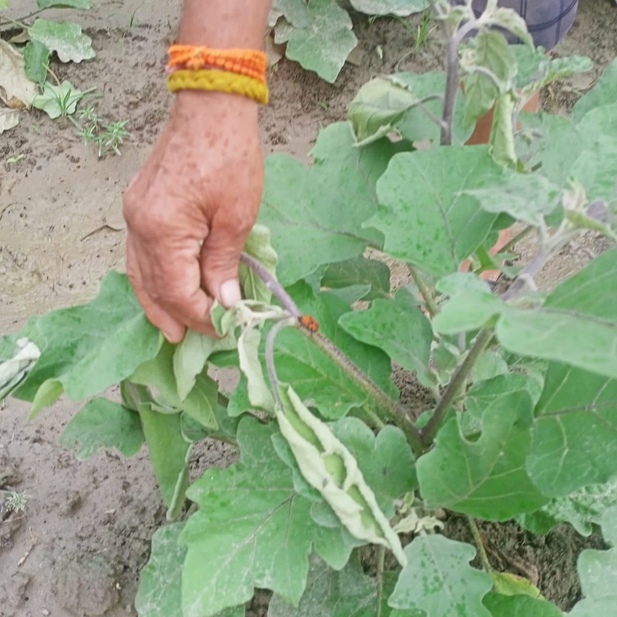 The cultivation of green vegetables is attacked by caterpillars, crops wither, farmers helpless.