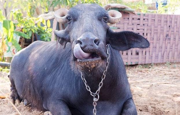 SSB caught animals being smuggled from Nepal