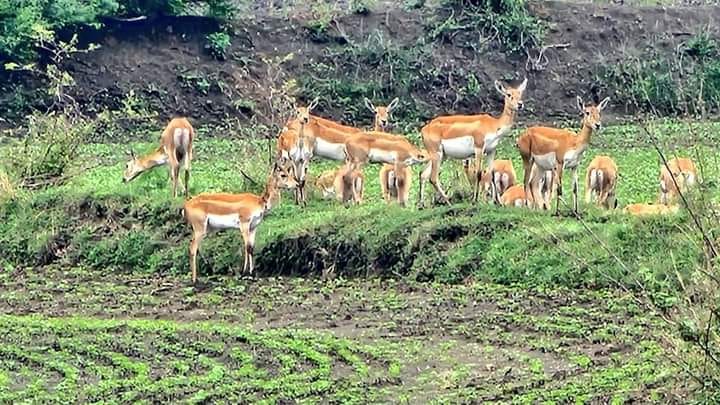 A herd of deer is frolicking in the fields amidst the rain, even the collector is thrilled to see it.