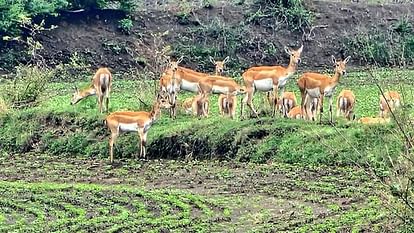 Damoh News: बारिश के बीच हिरणों का झुंड खेतों में कर रहा अटखेलियां, यह देखकर कलेक्टर भी हुए रोमांचित A herd of deer is frolicking in the fields amidst the rain, even the collector is thrilled to see it.