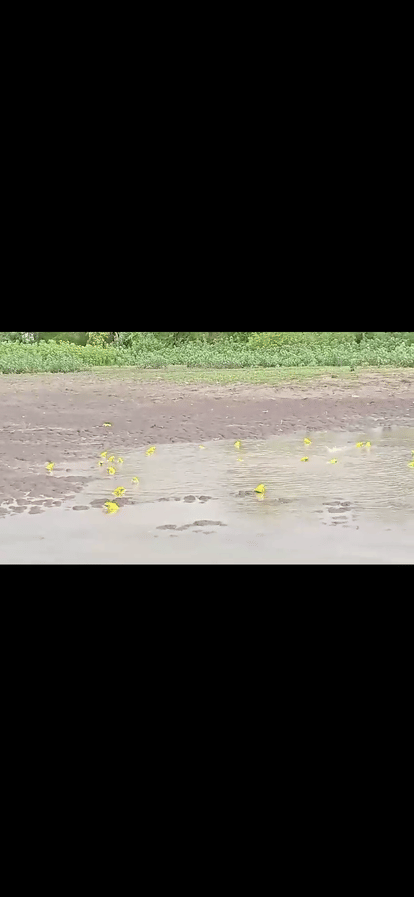 Rare yellow frogs seen in Jhansi during rains