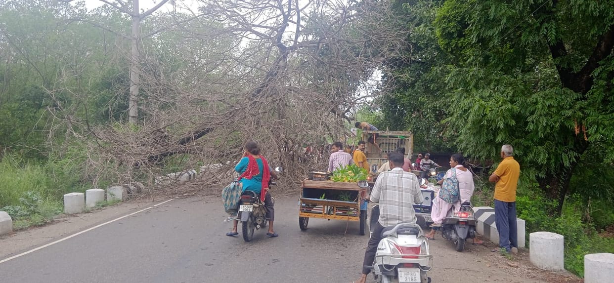 Tree fell on the road near Kotla Khurd, traffic disrupted for hours
