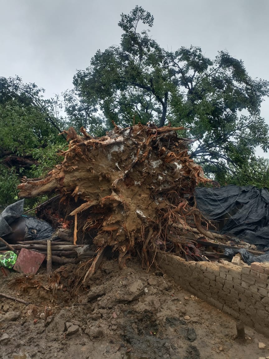 Pakad tree fell on the house, buffalo and padda died