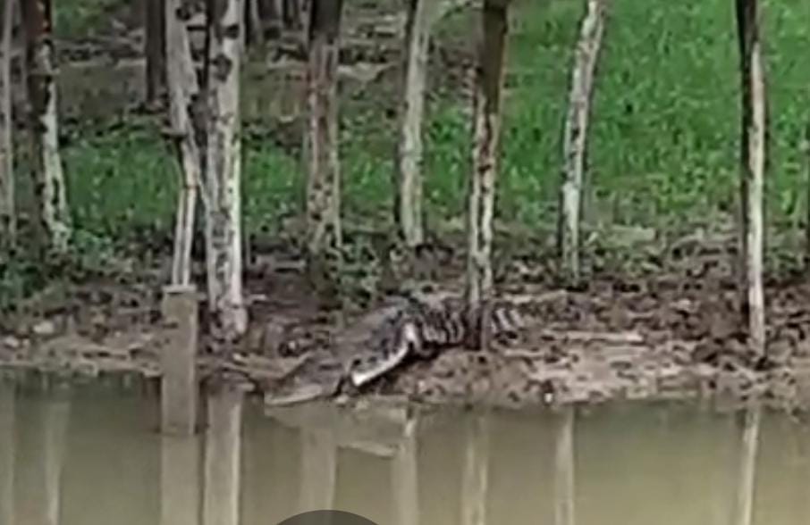 Crocodile seen on the banks of Baigul river