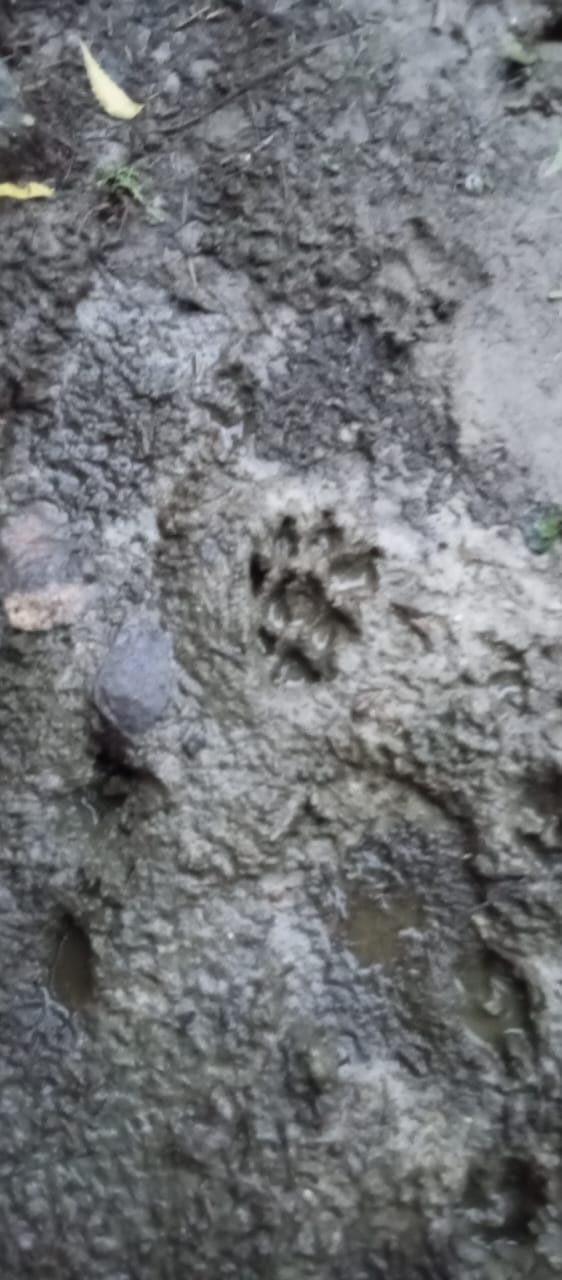 Leopard made the calf a morsel, panic in the village