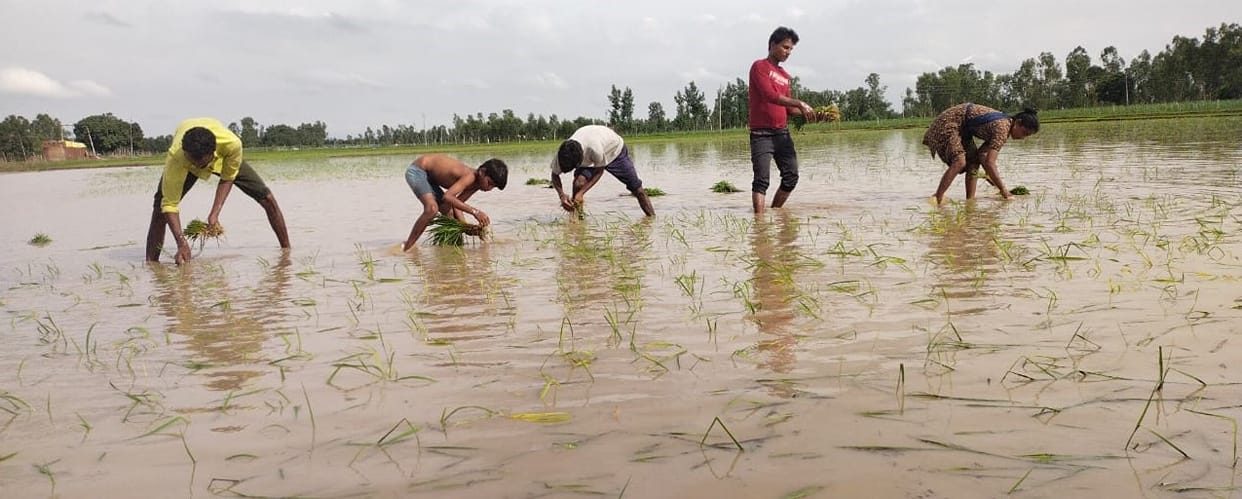 Record rain: Paddy crop gets better, others suffer loss