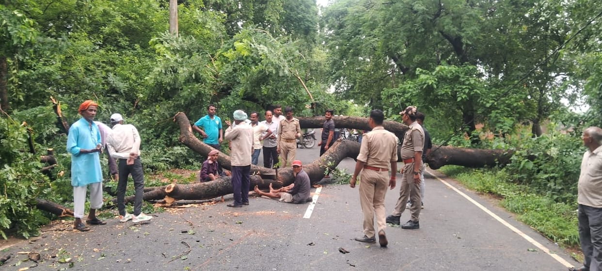Tree fell on main road, traffic stopped for four hours