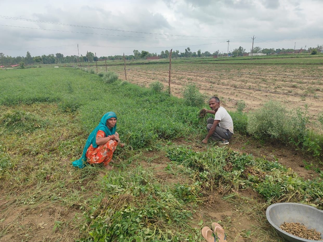 Groundnut crop turned black due to continuous rain in the fields