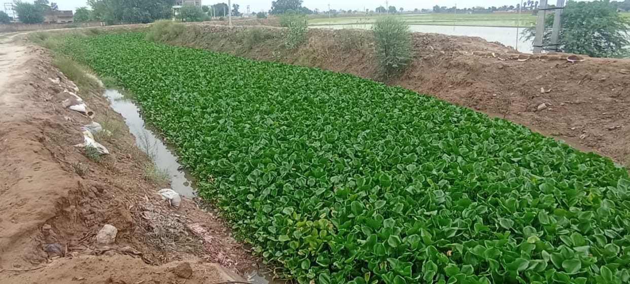 Embankment broken due to rain, water came into Ghaggar, people of coastal villages scared