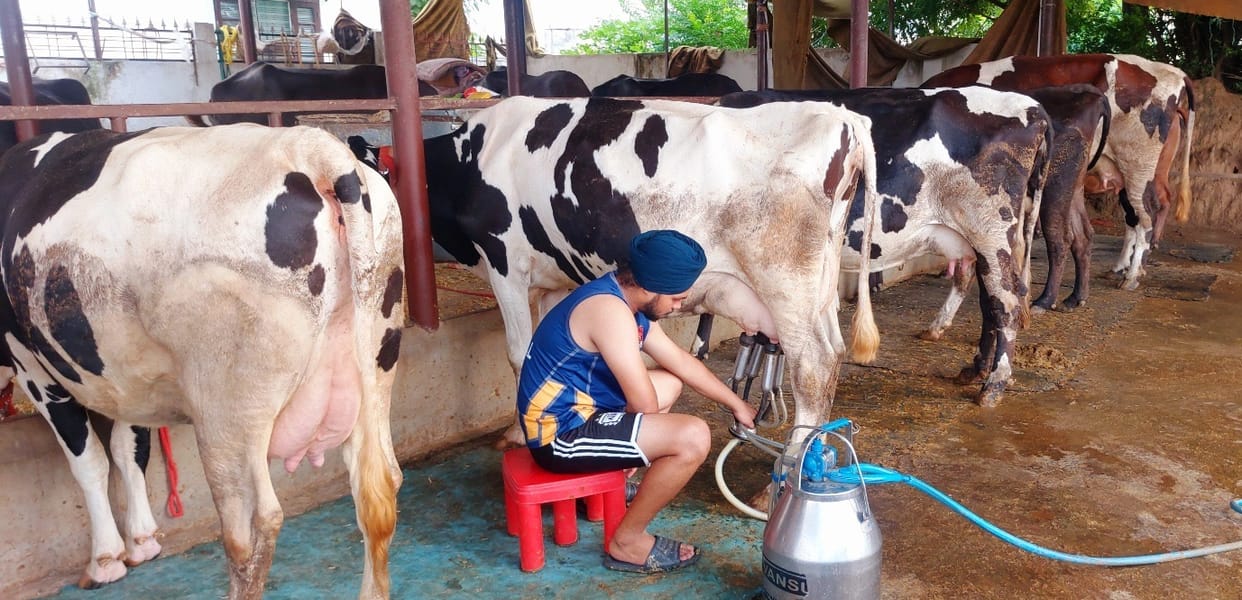 Harbhajan Singh of Dehlan is strengthening the economy by running a dairy farm.