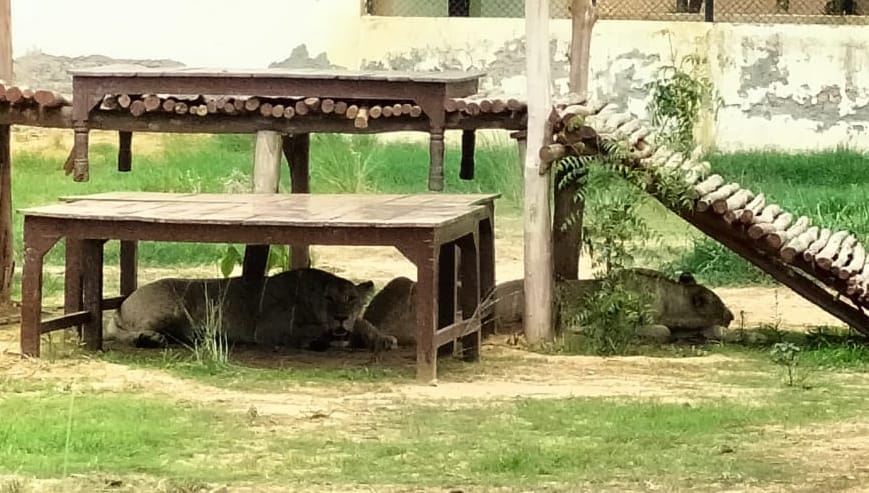 Quarantine is over, now tourists will see 100 kg cubs in the enclosure