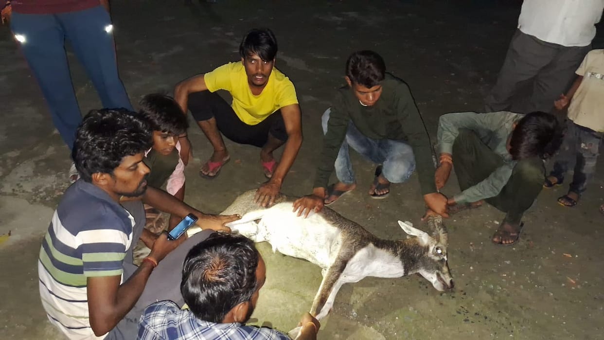 Dogs were attacking black deer, villagers saved their lives and handed them over to the forest department.￼