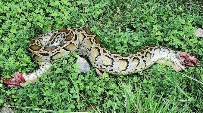 Python killed by train in Mailani-Sehramau section