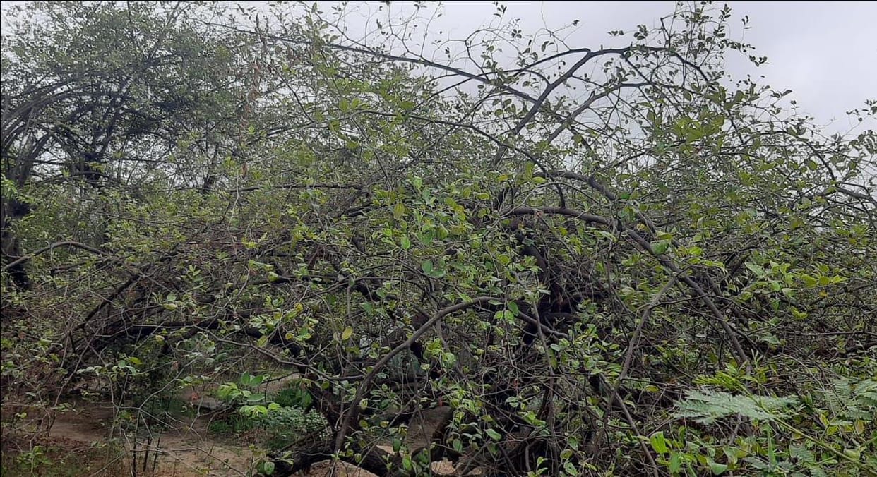 Paibandi berries were once the identity of Deoband, but now they are extinct