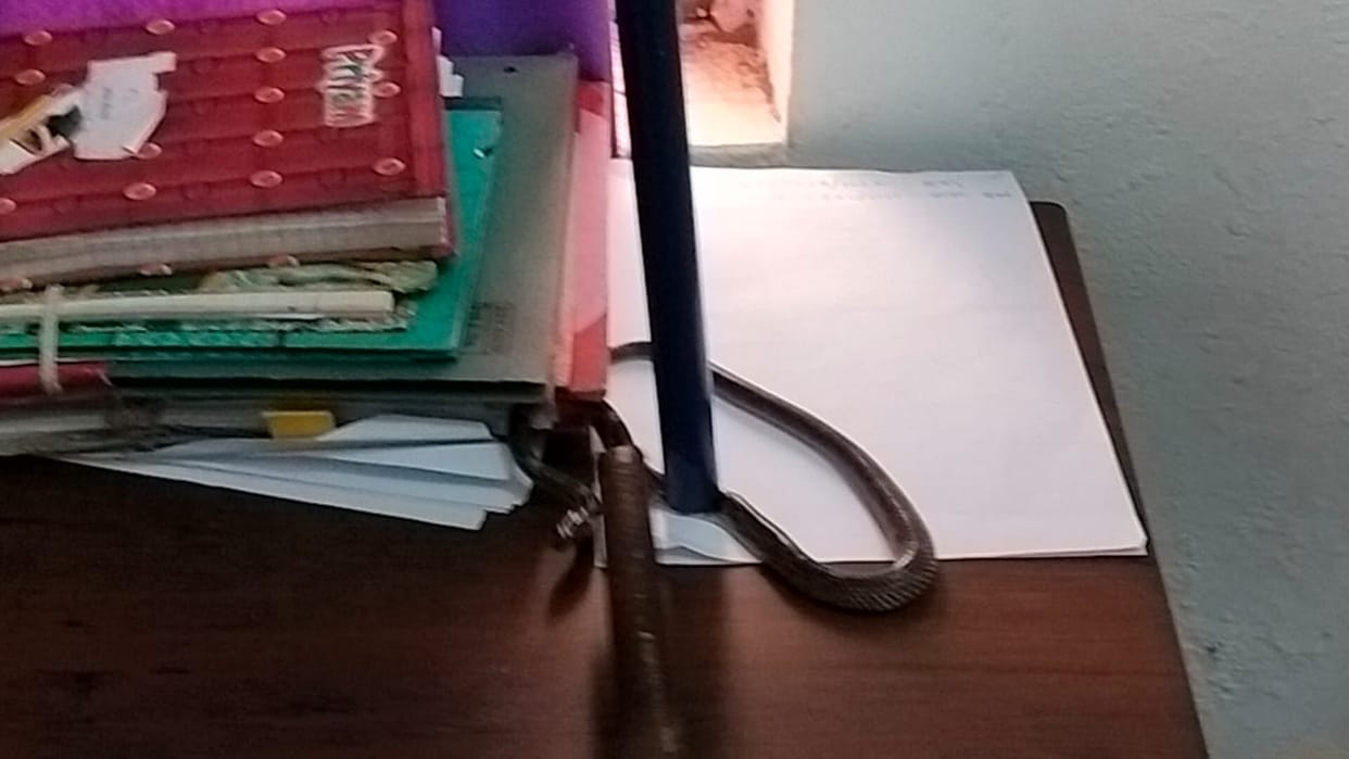 Snake in Files Of Government Mining Department Office In Damoh