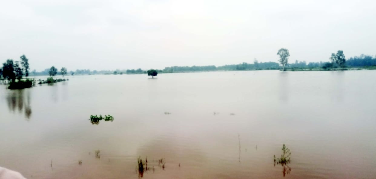 Gomati river swelled after 12 years...hundreds of acres of crops drowned