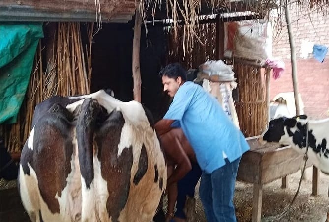Vaccination campaign to control lumpy disease has started in Etah