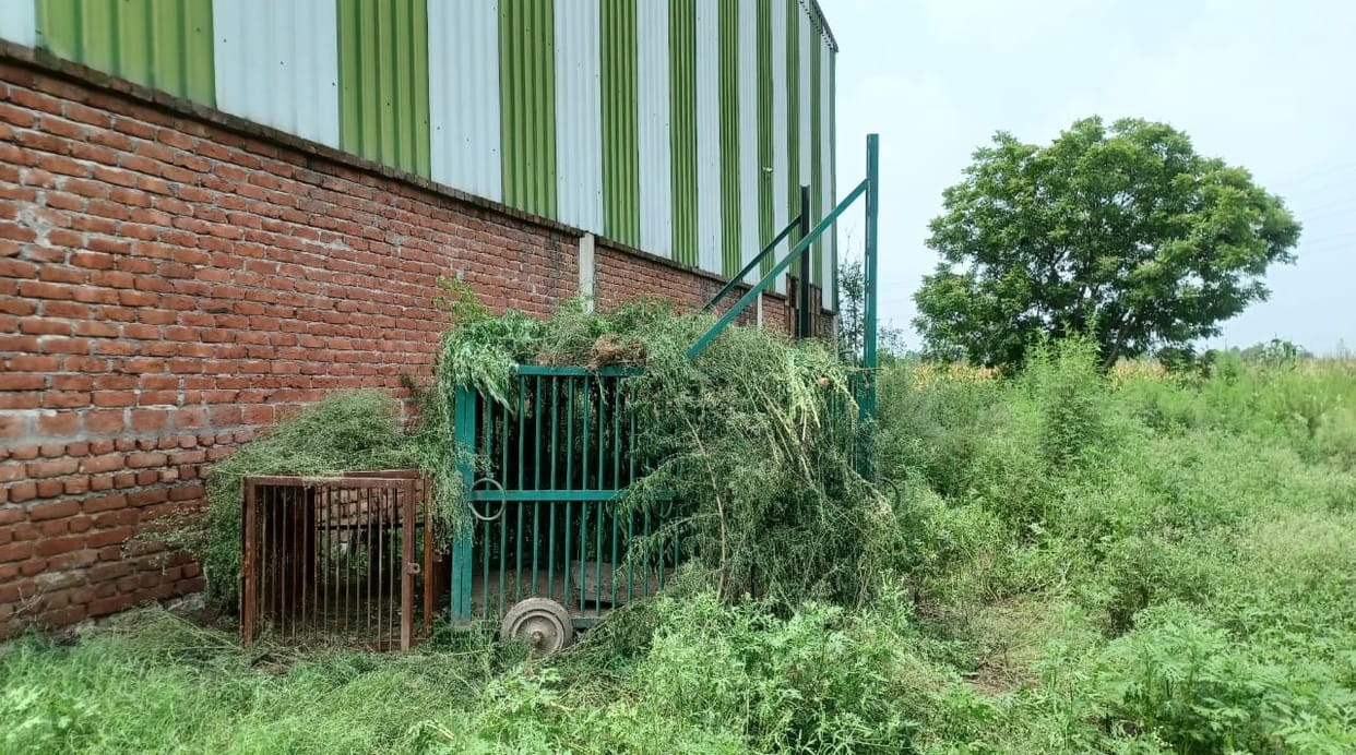 Leopard seen chasing cow, cage empty