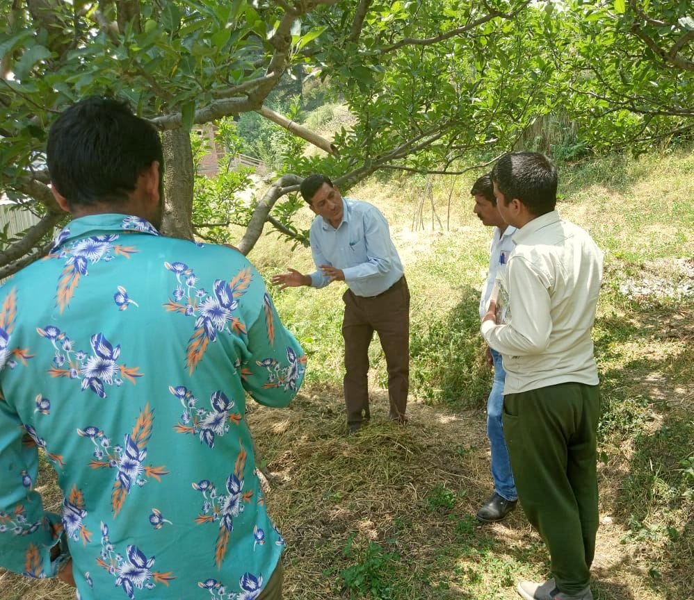 Apple orchards hit by Alternaria blight and woolly aphid disease