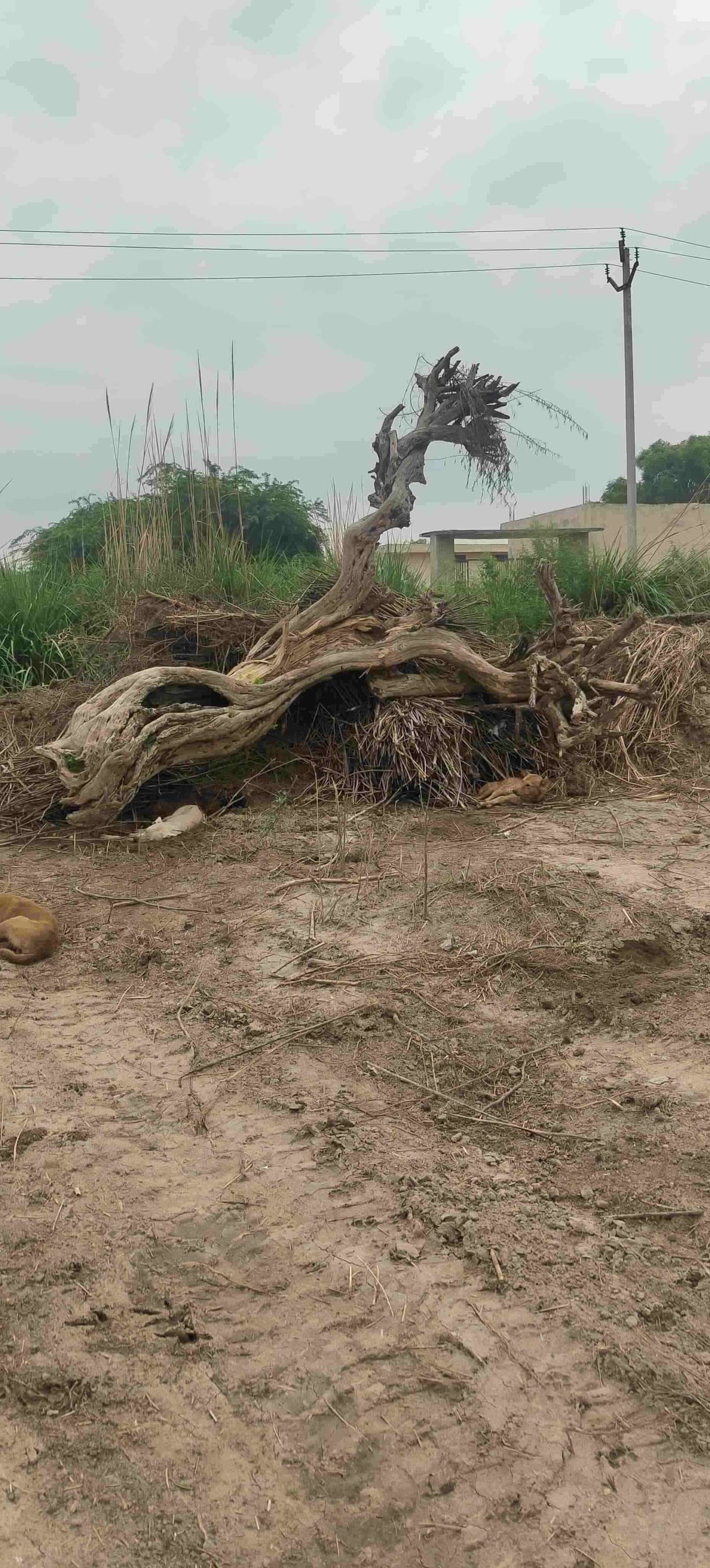200 year old trees cut without forest department's permission