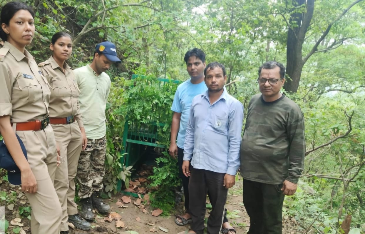 Cages and camera traps were set up to catch the leopard