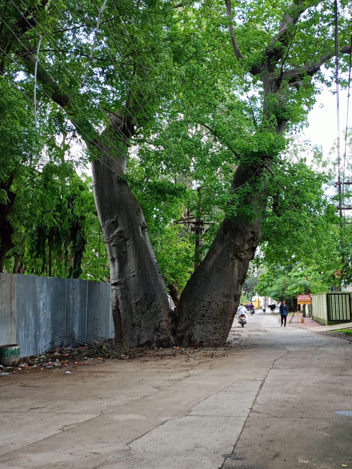 Ujjain 500-year-old tamarind tree is famous by name of Hathi Paar provides shade passersby along bird shelter