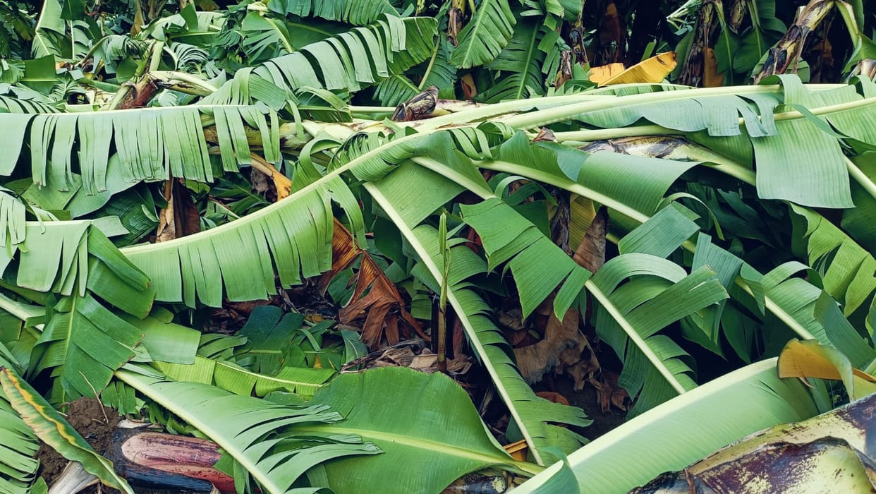 Burhanpur Compensation for crops destroyed by storm has not been received yet