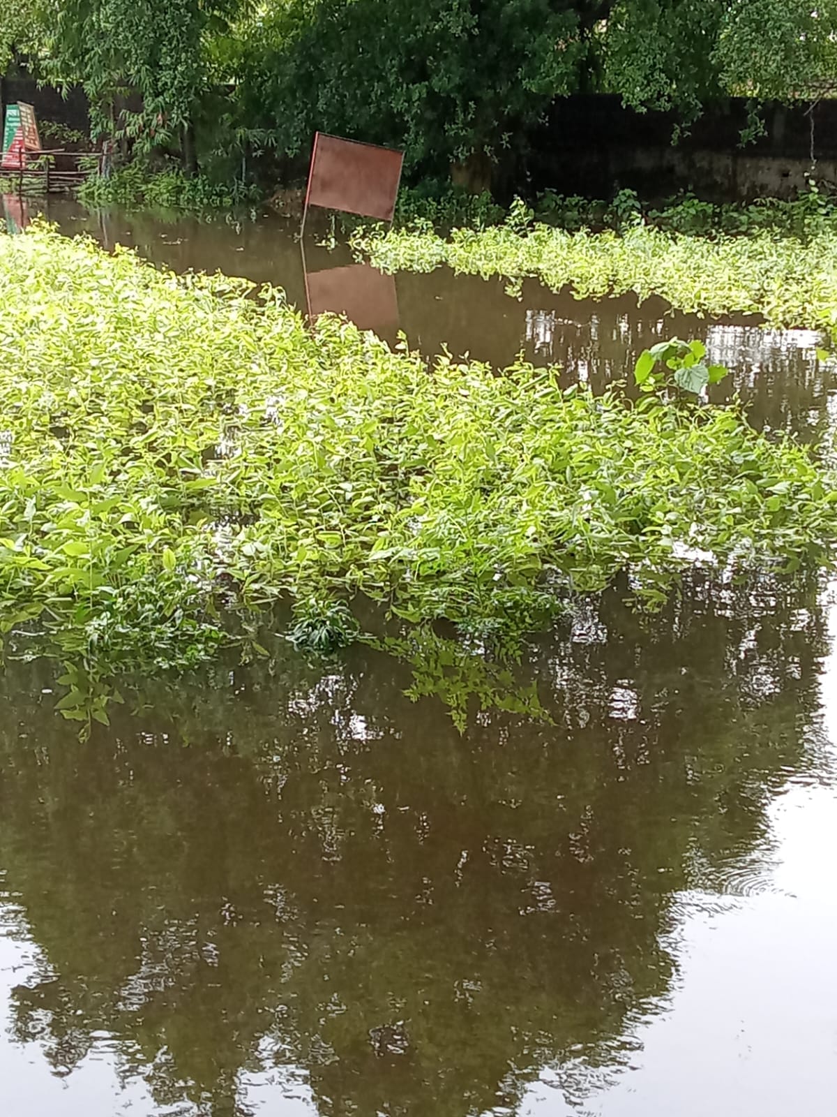 51 lakh saplings drowned due to waterlogging
