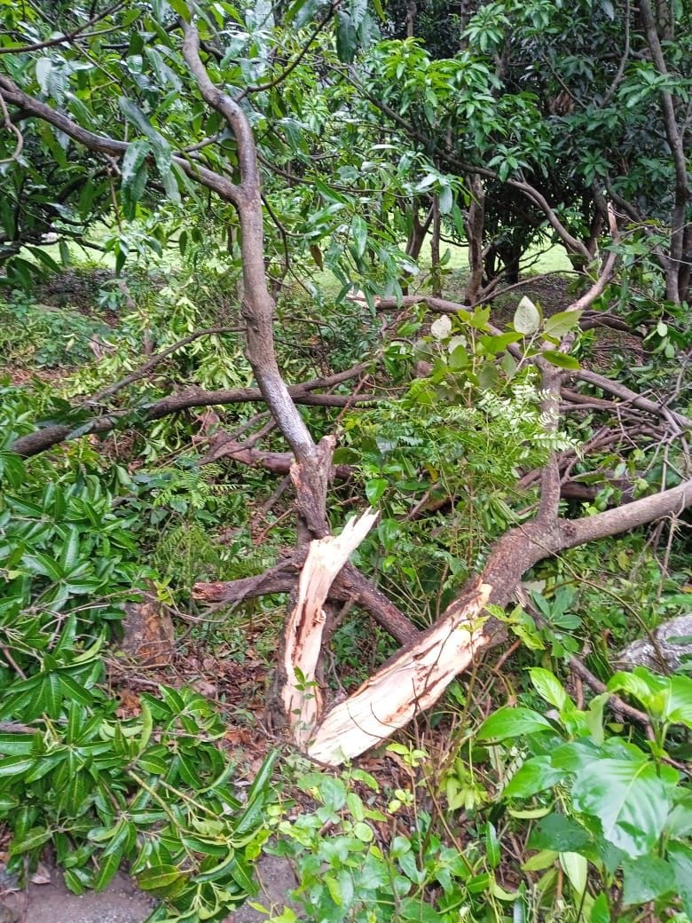 Elephants destroyed mango orchards in Amodi of Salt