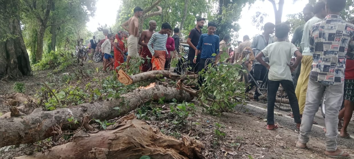 Tree branch fell on moving bike, father and son died