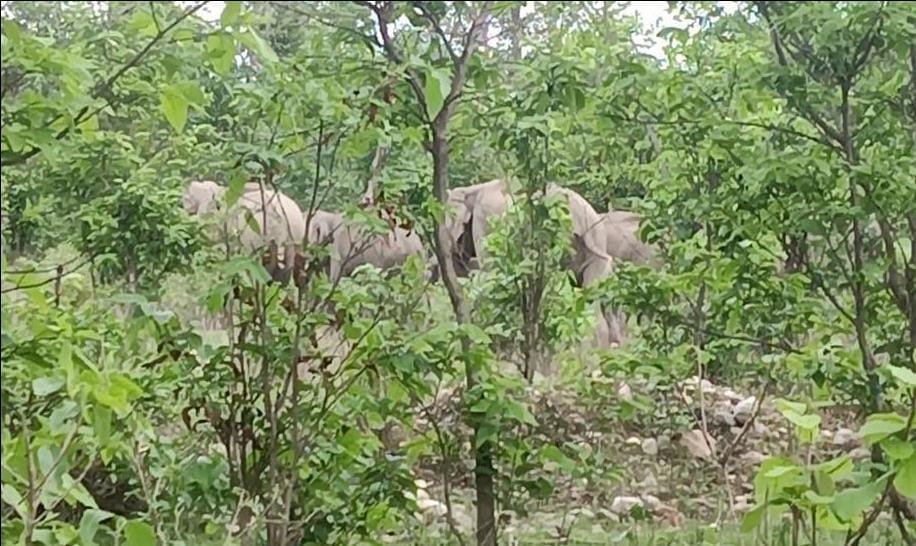 Shivalik forest became full of elephants as soon as rainy season came