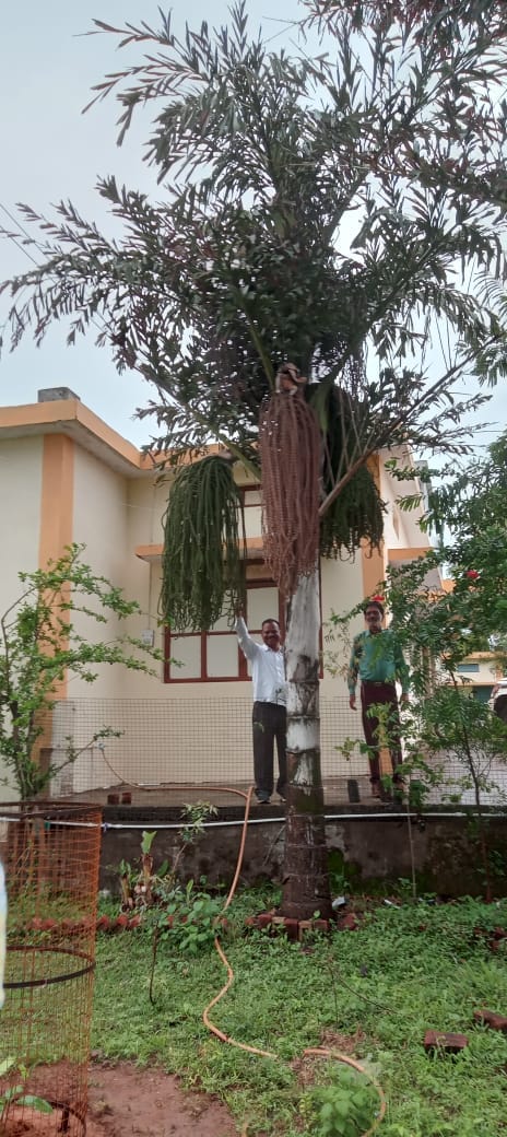 Fistel Palm Trees Grown Up After Four Years In Damoh