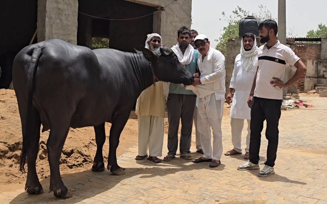 Buffalo sold for 6.11 lakh for the first time in Zoo Bichli