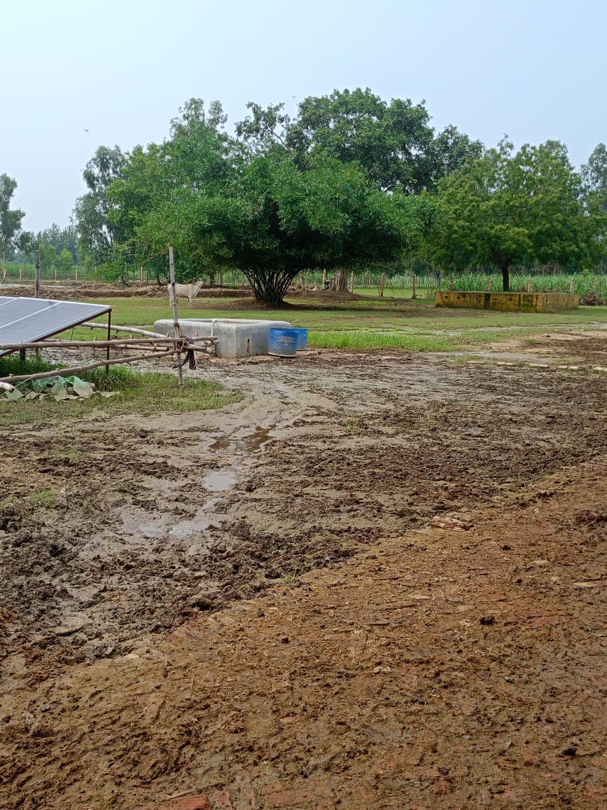 The condition of cow shelters is pathetic, cattle are dependent on dry fodder