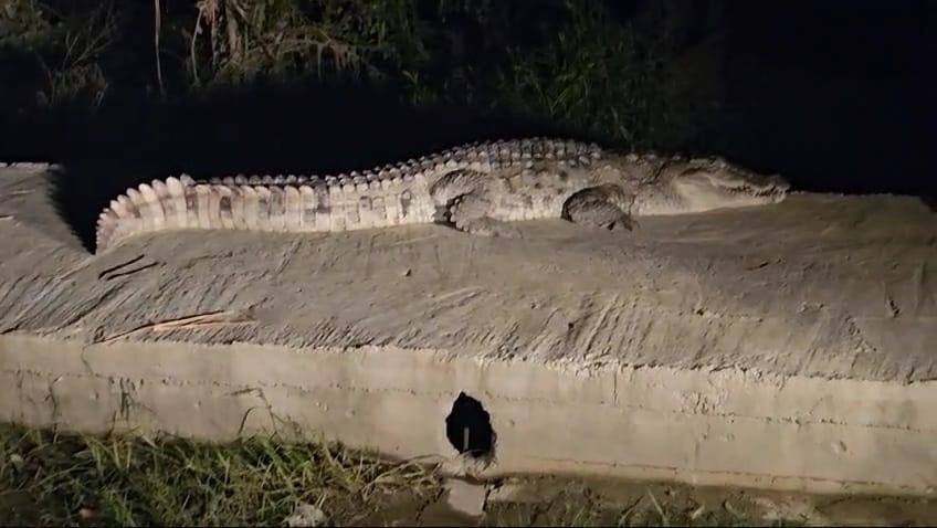 A crocodile appeared on the highway, causing a stampede