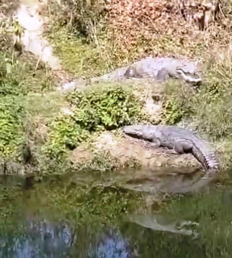 Two crocodiles seen on the banks of Barhagul river