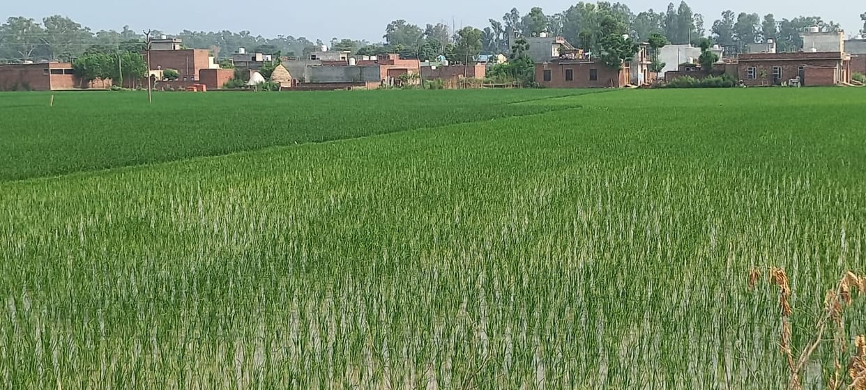 Paddy farmer disappointed due to lack of rain, says crop needs water