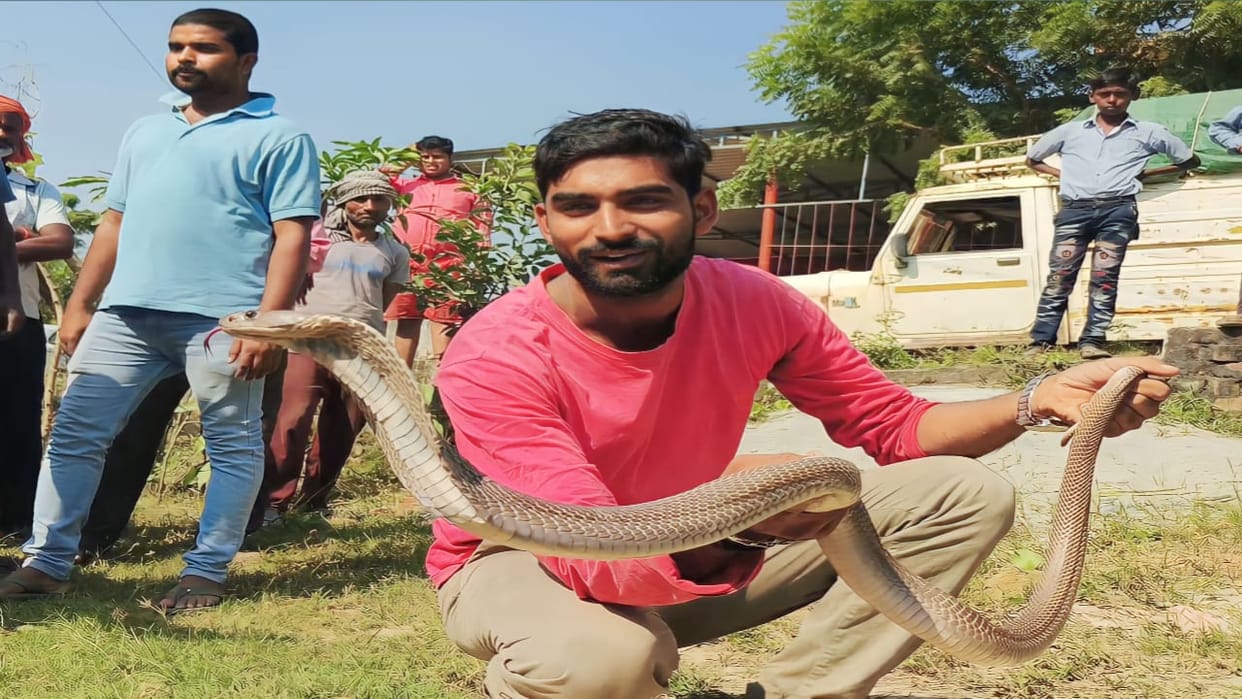150 snakes including six feet cobra found in the house