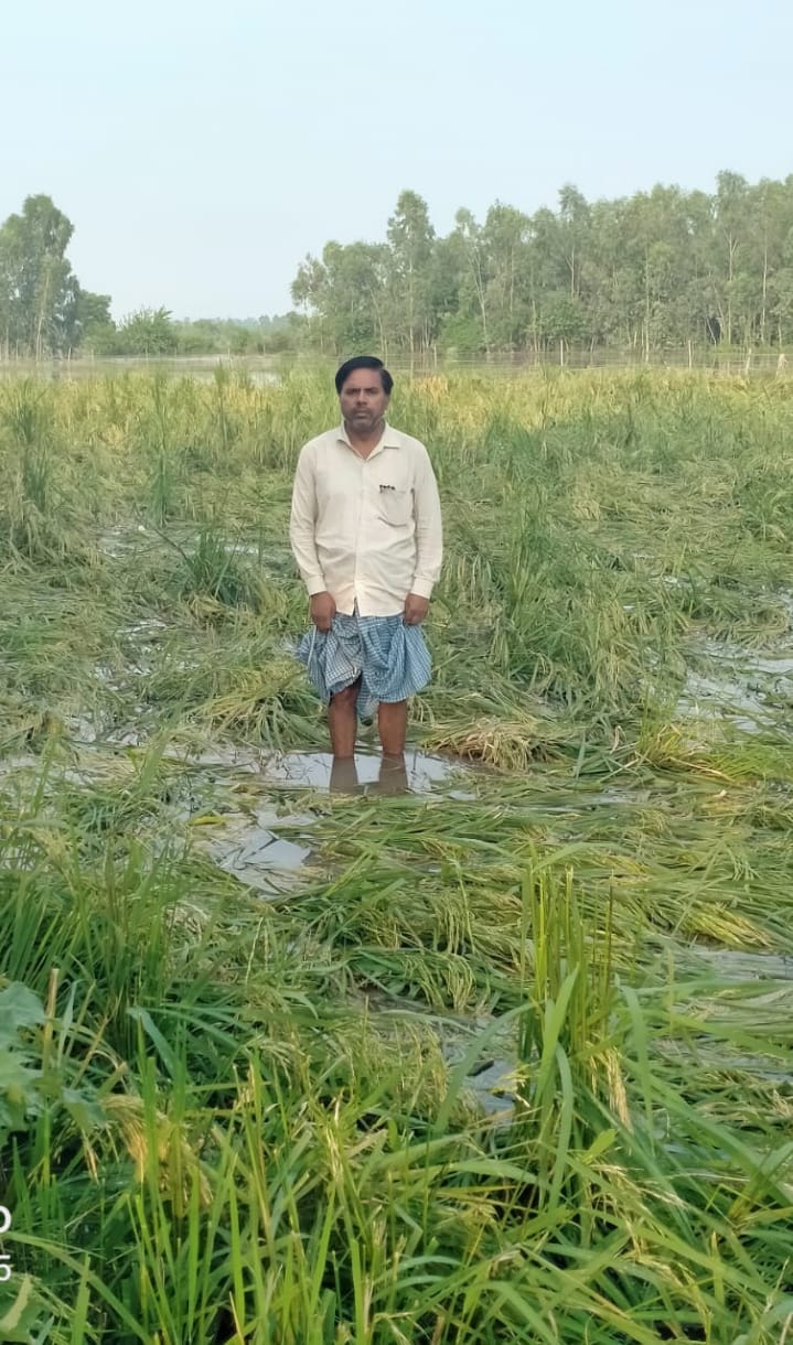 Ready crop of paddy was ruined due to drowning in flood