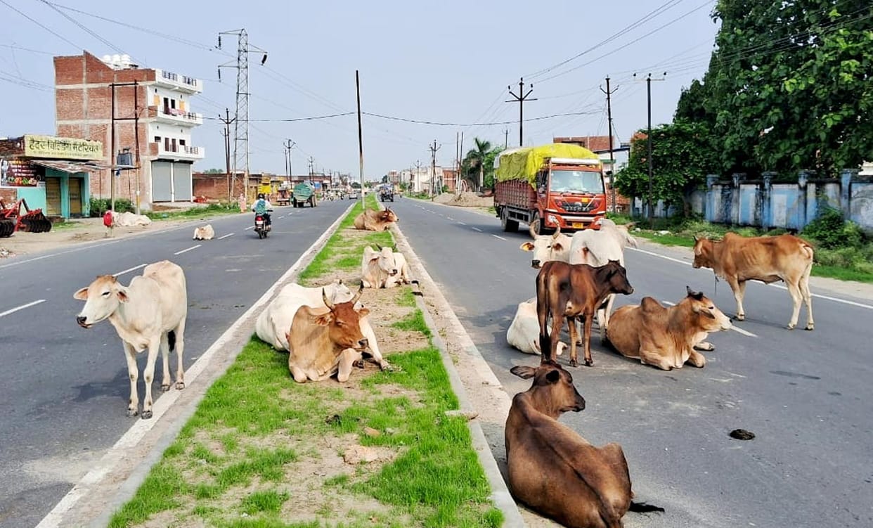 Livestock left on the road...danger of accident