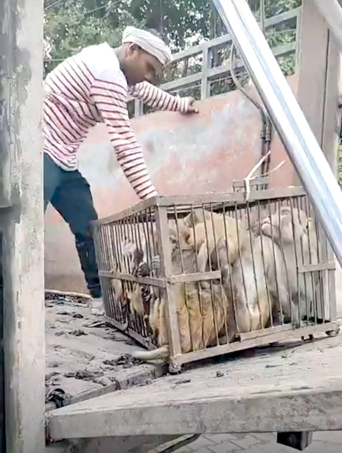 Safidon Municipality started a campaign to catch monkeys