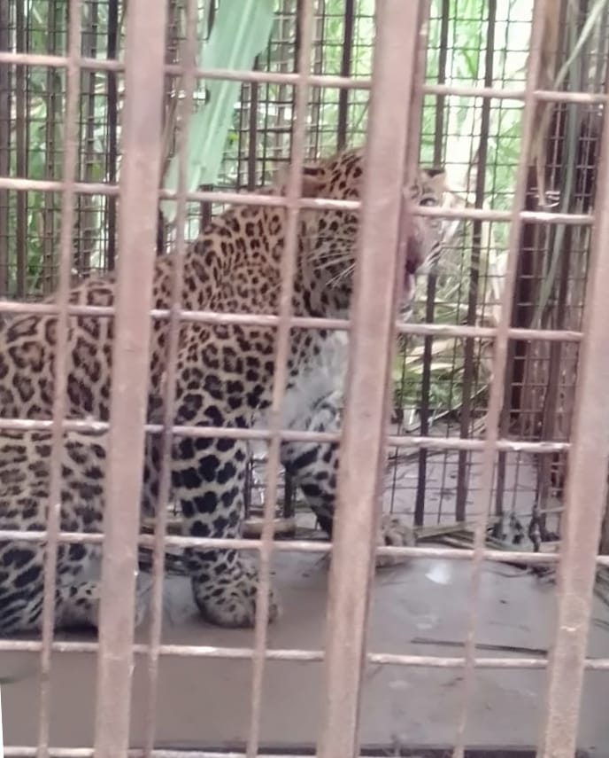 Guldar trapped in cage in Khairpur forest