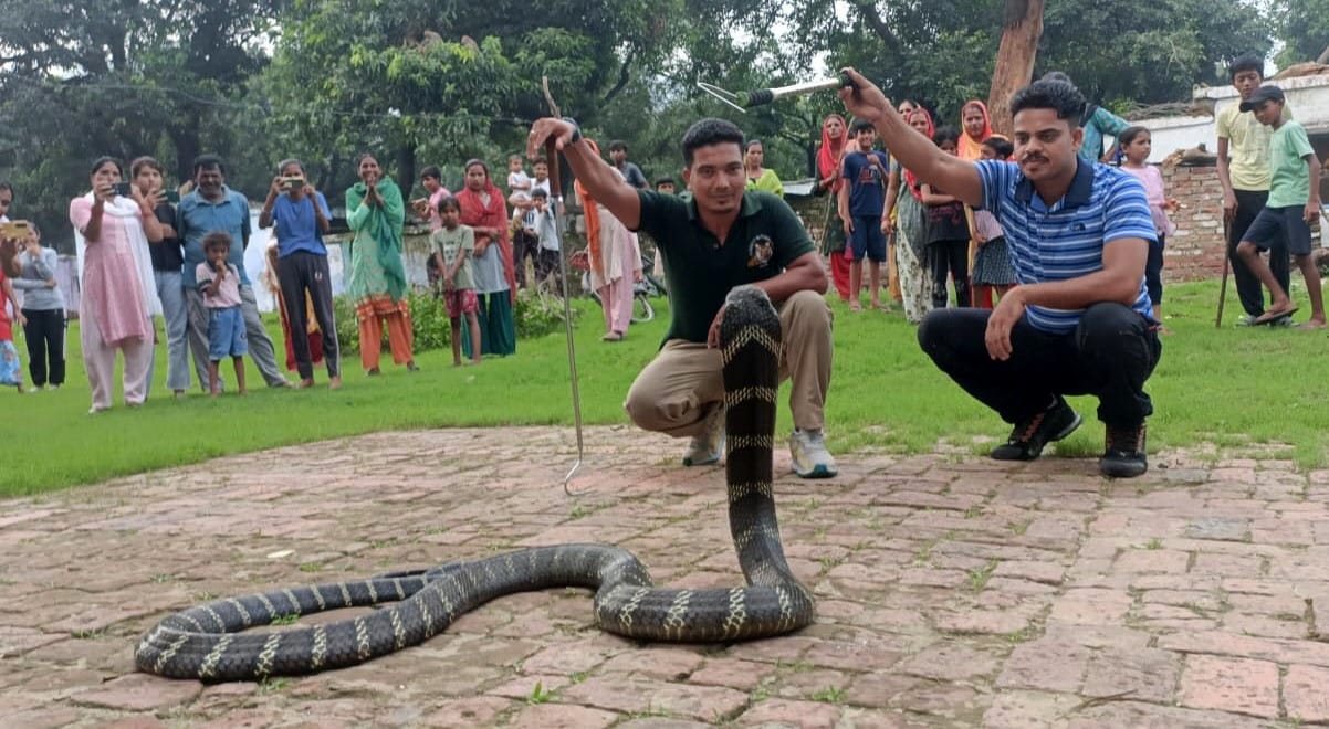 12 feet long king cobra entered the population