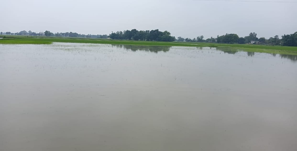 More than fifty acres of planted paddy crops in four villages were submerged.
