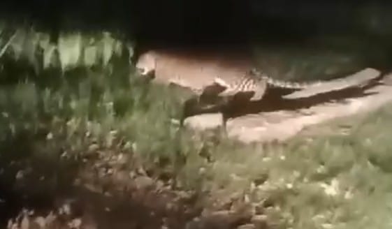 Villagers of Pachtaur in panic due to leopard's movement
