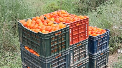 UP: Tomato prices double in one month, NABARD assesses, expectation of softening in two weeks