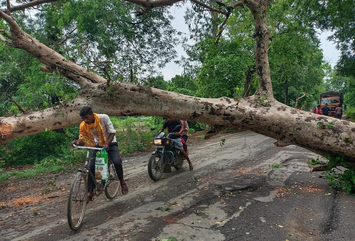 Tree fell, Ramnagar-Tikaitnagar road remained closed for 11 hours